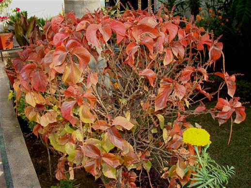 Acalypha wilkesiana